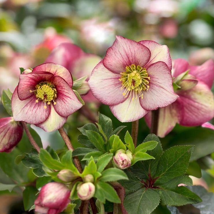 Hellébore Carlotta, fleur rose, en gros plan, symbole de la fin de l'hiver, idéale pour jardins ombragés.